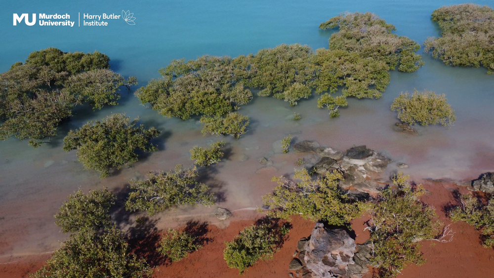 Roebuck Bay with the Murdoch University logo in the top left-hand corner